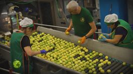 Le fasi di produzione del limone thumbnail