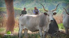 Le vacche maremmane