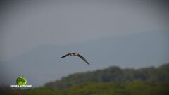 Il falco pescatore