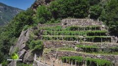 Terrazzamenti di vigneti eroici nel biellese