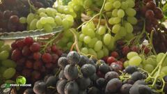 Le diverse varietà di uva