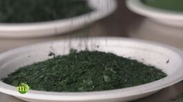 L'alga spirulina thumbnail