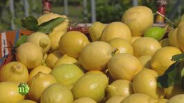 Mondo limoni thumbnail