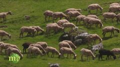Economia di montagna