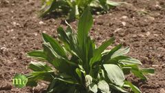 La genziana