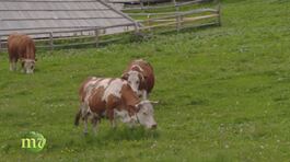 Gli storici pastori di Velika Planina thumbnail