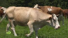 La transumanza