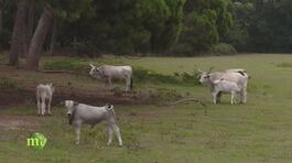 Allevamento e agricoltura nel parco di San Rossore thumbnail