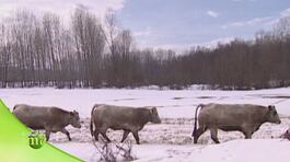 La bovina piemontese thumbnail