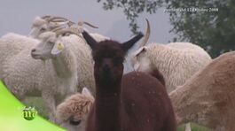 Alpaca d'Italia thumbnail
