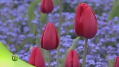 Italia giardino d'Europa