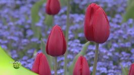 Italia giardino d'Europa thumbnail
