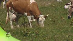 Malga Montasio