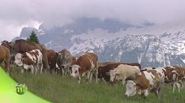 Allevamenti in alpeggio thumbnail