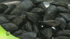 La purificazione dei frutti di mare