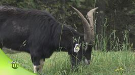 Progetto montagna thumbnail