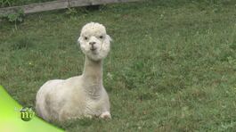 Gli alpaca thumbnail
