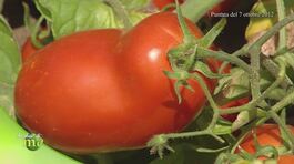 Pomodoro italiano thumbnail