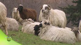 Gregge di razza frabosana thumbnail