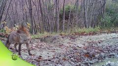 Sulle tracce del lupo e non solo