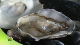 La Sacca Scardovari thumbnail