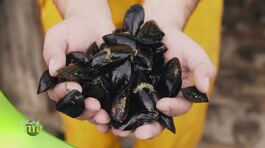 L'allevamento di cozze thumbnail