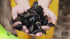 L'allevamento di cozze