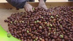 La lavorazione delle giuggiole