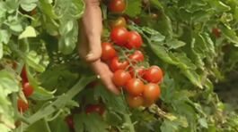 Agricoltura, Italia prima in Europa thumbnail