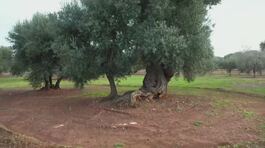 Xylella, torna la protesta thumbnail