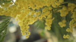 La mimosa, tradizione che resiste thumbnail