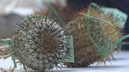 Rubati 1 milione di euro di cactus thumbnail