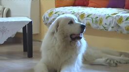 Animali domestici, arriva il bonus thumbnail