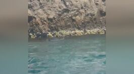 A Capri torna la foca monaca thumbnail