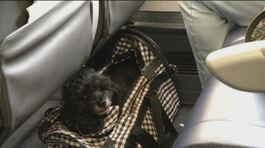 Cani e gatti, sì a viaggi in aereo thumbnail