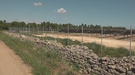 Bitonto, "Duemila ulivi sradicati" thumbnail