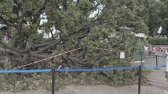 Albero sui turisti, feriti a Venezia