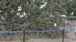 Albero sui turisti, feriti a Venezia thumbnail