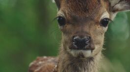Bambi torna al cinema thumbnail