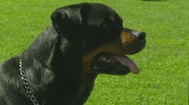 Azzannati dal cane della nonna thumbnail