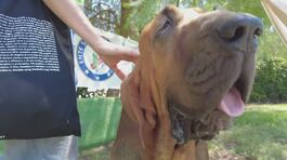 Carne con chiodi, ucciso cane eroe thumbnail