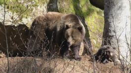 Abruzzo, un frutteto per gli orsi thumbnail