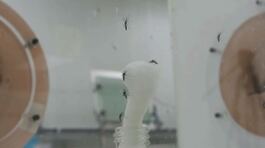 Virus del Nilo, prima vittima thumbnail