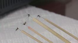 West Nile, allerta del Ministero thumbnail