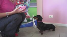 Una gelateria per cani thumbnail