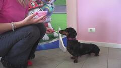 Una gelateria per cani