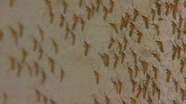 Allarme West Nile, altre due vittime thumbnail