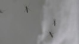 West Nile, 10mila casi a Ferragosto thumbnail