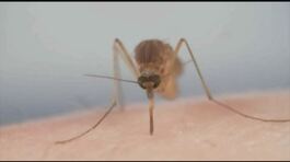 West Nile, in Italia 89 contagi thumbnail
