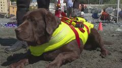 I cani bagnini per lidi più sicuri